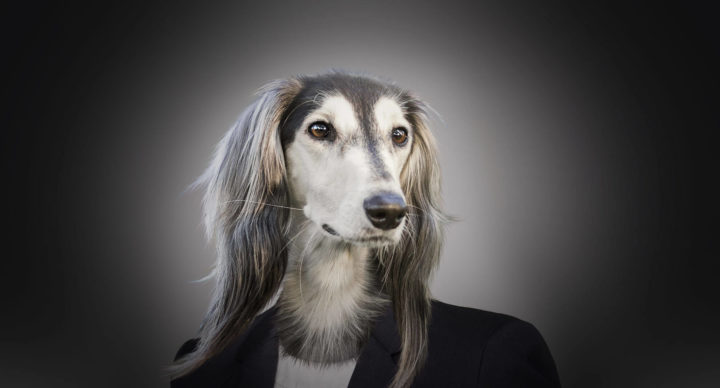 dog3-1-720x388 Home