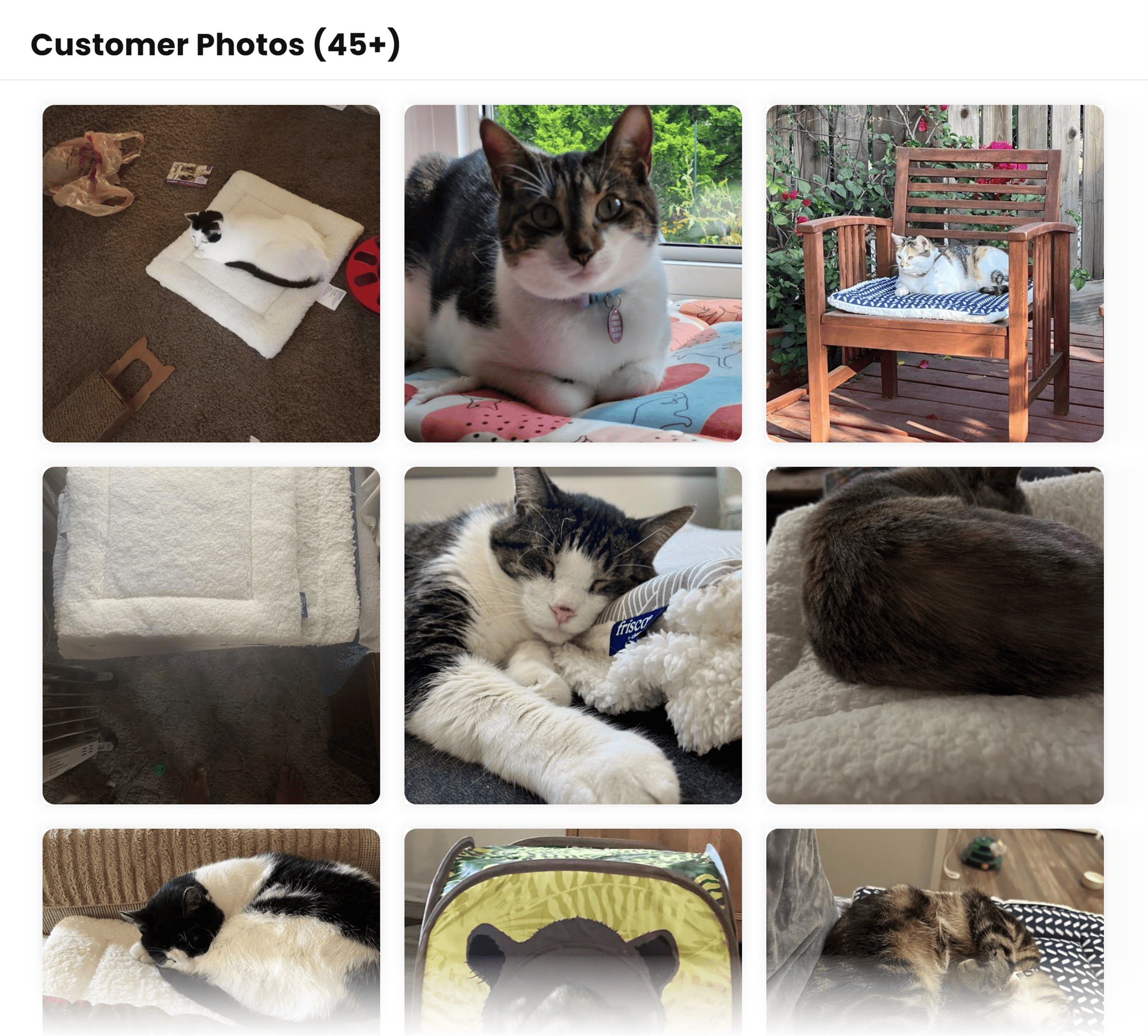 Chewy – Customer Photos Chewy – Customer Photos